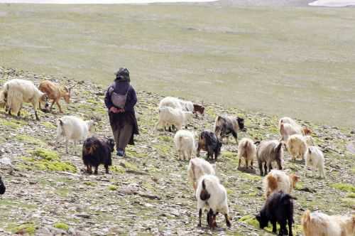 TREKKING IN LADAKH | CHANGTANG 2017